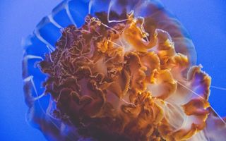 野生动物, 自然, 海洋生物, 海, 海洋, 蓝色, 刺, 水母