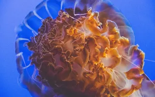 野生动物, 自然, 海洋生物, 海, 海洋, 蓝色, 刺, 水母