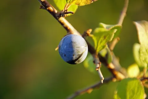 schlehe,水果,秋天,自然,灌木,黑刺,紧密,蓝色 schlehe,水果,秋天,自然,灌木,黑刺,紧密,蓝色