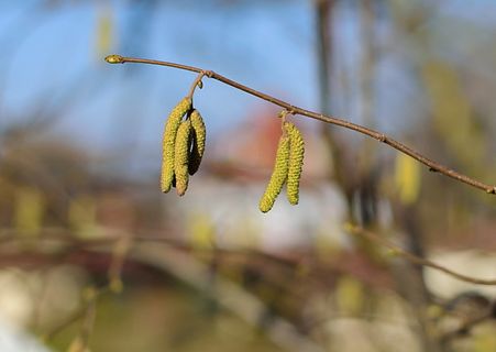选择性聚焦摄影，绿色，叶子，树，自然，植物，叶子