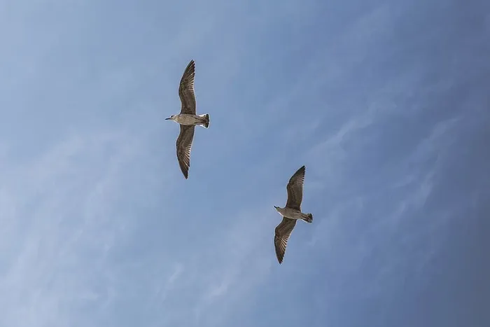 低，角度照片，海鸥，飞行，天空，角度，照片，两个