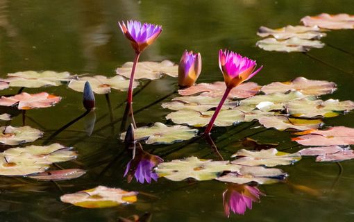 以色列、rishon letsiyon、fish、lillies、lake、nature、outside、park