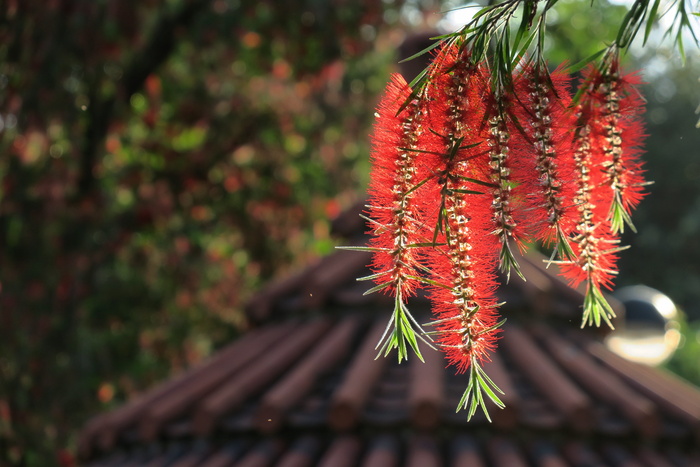 树木、自然、植物、室外、季节、花朵、特写、木材