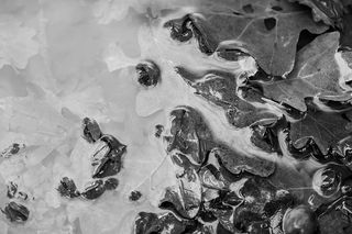 水下黑色和灰色的叶子