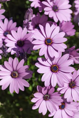 希腊, alimos, 帕尼山, 微距摄影, 花, 植物, 春天, 自然之美