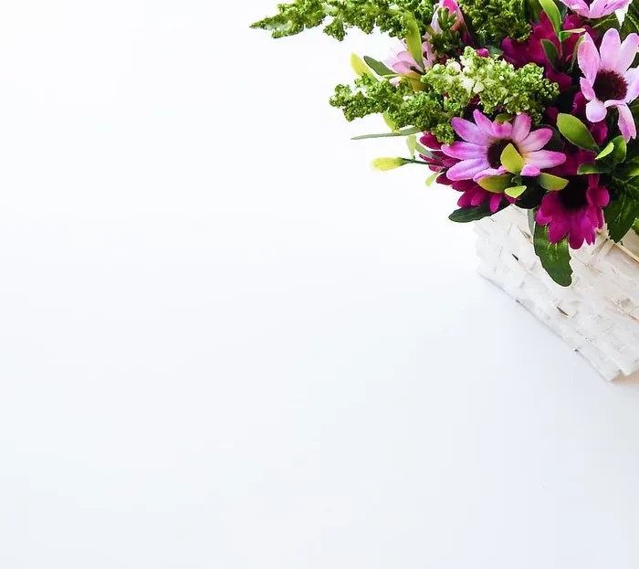 圣卢西亚、flatlay、花卉、空白、极简主义、开花植物、植物、新鲜度