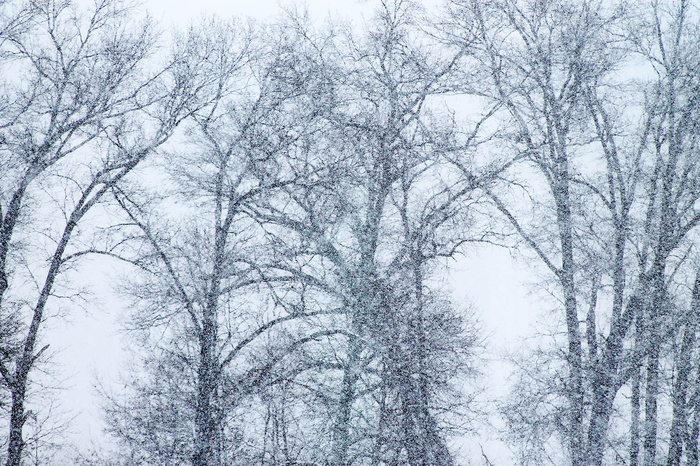 暴雪，雪，雪花，冬天，风暴，能见度，雪花，雪花