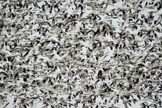 羊群，灰色，鸟，飞行，鸟，喙，羽毛，动物