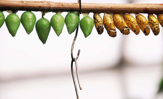 蝴蝶娃娃，娃娃，蝴蝶，休息，袖子，昆虫幼虫，金色，黄色