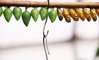 蝴蝶娃娃，娃娃，蝴蝶，休息，袖子，昆虫幼虫，金色，黄色