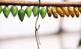 蝴蝶娃娃，娃娃，蝴蝶，休息，袖子，昆虫幼虫，金色，黄色