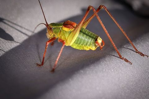 动物，蚱蜢，昆虫，硬木刀蝗，巴比妥，一种动物，动物主题，特写