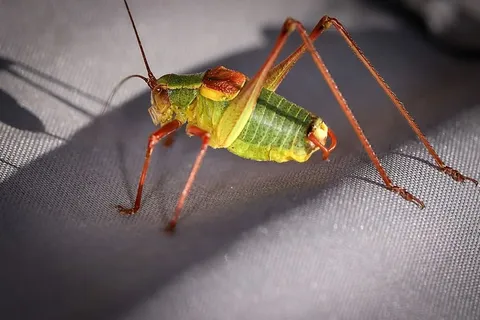 动物，蚱蜢，昆虫，硬木刀蝗，巴比妥，一种动物，动物主题，特写