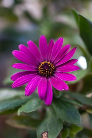 希腊, 阿利莫斯, 帕尼山, 花, 植物, 春天, 自然之美, 非城市场景