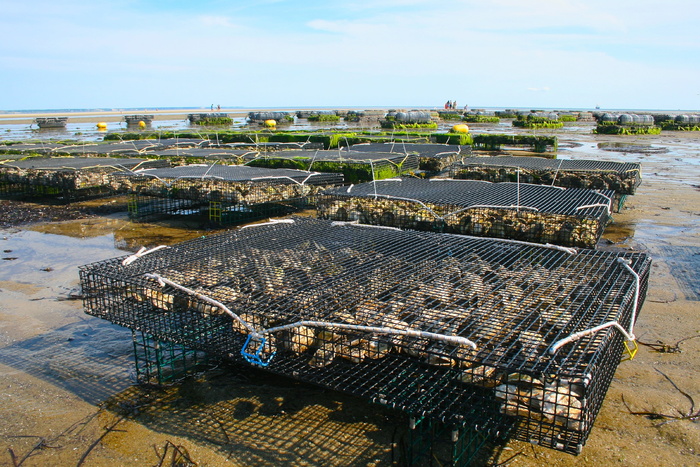 黑色，金属框架屏风，棕色，沙子，牡蛎养殖场，贝类，fis，牡蛎
