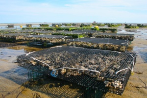 黑色，金属框架屏风，棕色，沙子，牡蛎养殖场，贝类，fis，牡蛎