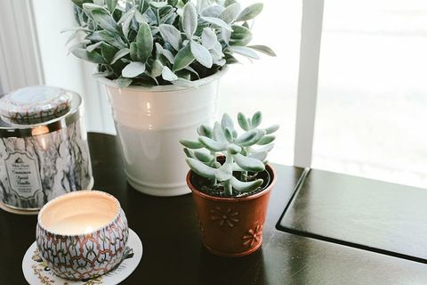 绿色,多汁,植物,花瓶,花朵,花瓣,花朵,花园 绿色,多汁,植物,花瓶,花朵,花瓣,花朵,花园