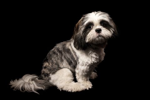 一种动物，宠物，家养，动物主题，摄影棚拍摄，哺乳动物，家养动物，黑色背景