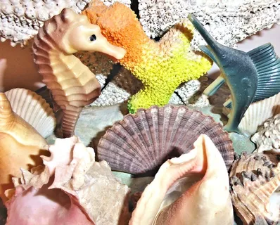 正宗海贝、阿尔泰洋、装饰品、动物、野生动物、脊椎动物、动物主题、野生动物 正宗海贝、阿尔泰洋、装饰品、动物、野生动物、脊椎动物、动物主题、野生动物