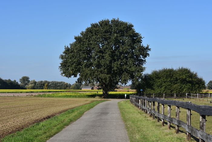 树木，田野，道路，自然，橡树，蓝天，晴朗的蓝天，空气