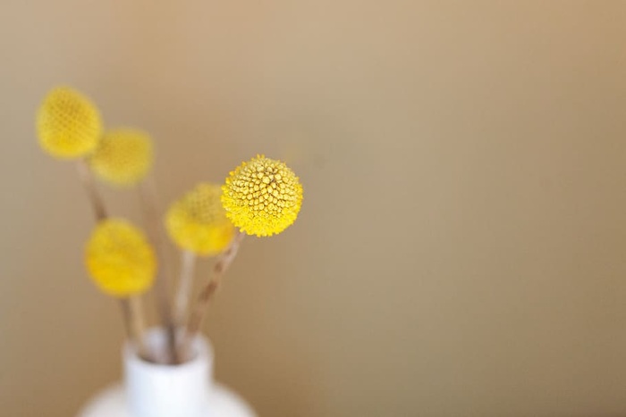 采购产品黄色，花，花瓶，装饰，花，开花植物，室内，植物