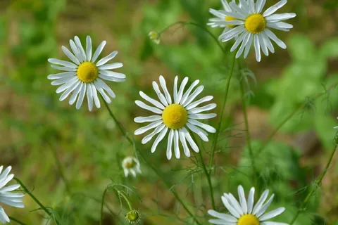 雏菊, 白花, 花园, 性质, 夏季花卉, 多年生雏菊, 植物区系, 开花植物 雏菊, 白花, 花园, 性质, 夏季花卉, 多年生雏菊, 植物区系, 开花植物