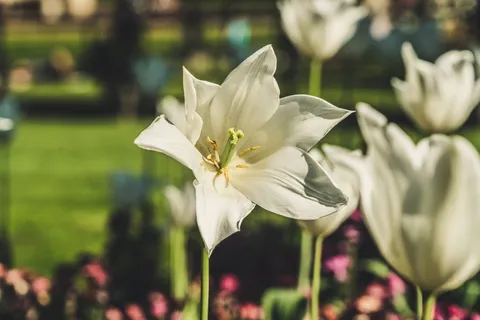 伦敦,海德公园,英国,伦敦公园,皇家公园,格林,斯宾格,弗劳尔 伦敦,海德公园,英国,伦敦公园,皇家公园,格林,斯宾格,弗劳尔