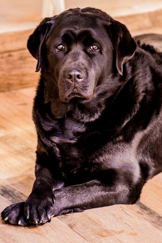 狗，动物，宠物，拉布拉多犬，哺乳动物，犬科，一种动物，家养