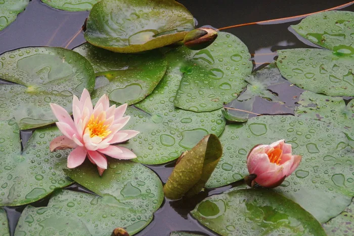 桃子，睡莲，花，叶，睡莲，漂浮在水上，荷花睡莲，水