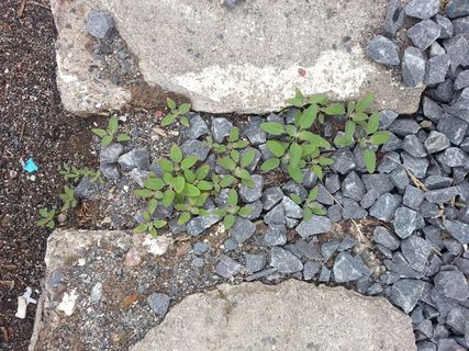 加拿大、thunder bay、algoma和st.george、灌木林、植物、岩石、地面、固体