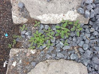 加拿大、thunder bay、algoma和st.george、灌木林、植物、岩石、地面、固体