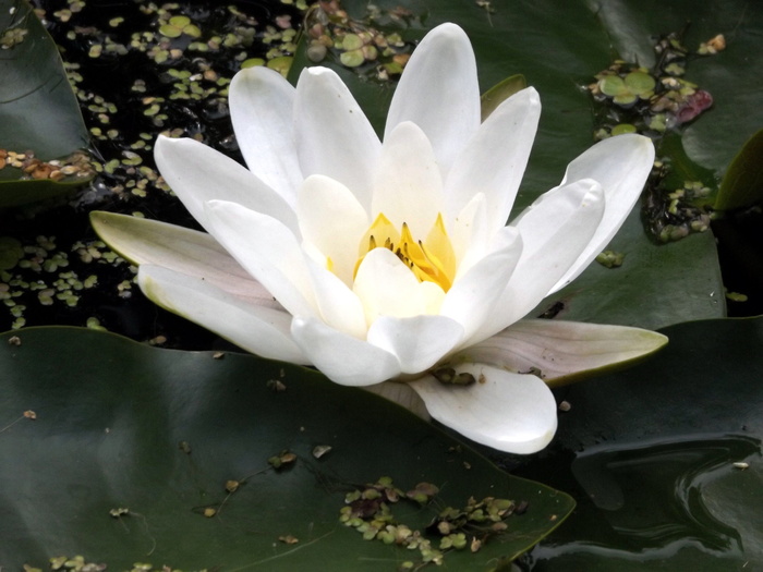 睡莲，代尔夫特，2017年，花卉，开花植物，水，新鲜，大自然之美