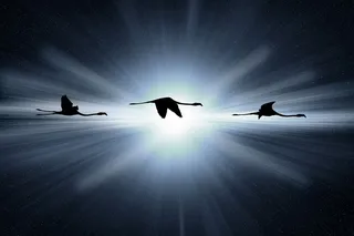 羊群，火烈鸟剪影照片，鸟，火烈鸟，幻想，飞行的火烈鸟，剪影，天空