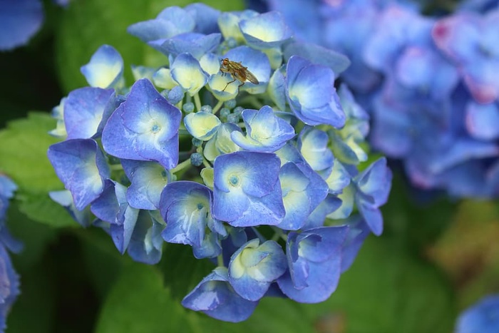 花，蜜蜂，自然，植物，花园，花，新鲜，特写