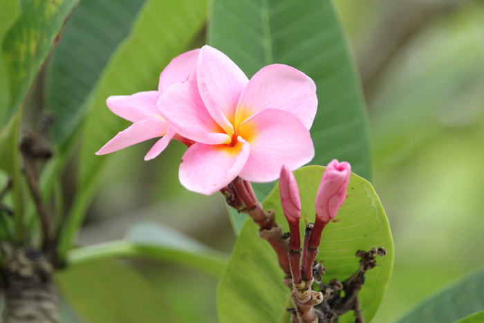 更多信息，fragrapanti，花卉，frangipani，frangipani花卉，粉色，自然，开花植物