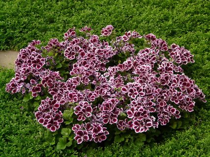 采购产品edelgeranie，天竺葵，天竺葵温室，观赏植物，花，开花，开花，五颜六色