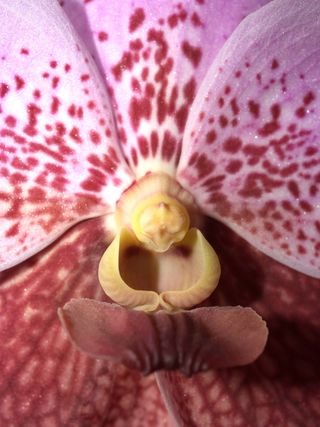 兰花，花朵，紫罗兰，植物群，兰花，花朵，明亮，生长，装饰