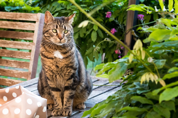 木板上的斑猫