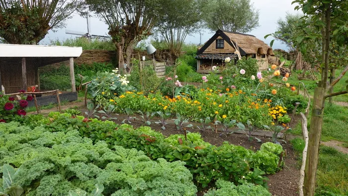riethuis、芦苇、花园、蔬菜、种植、自然、kinderdijk、文化遗产