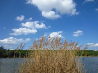 芦苇、池塘、云、雪佛琴、大自然、湖泊、水、天空
