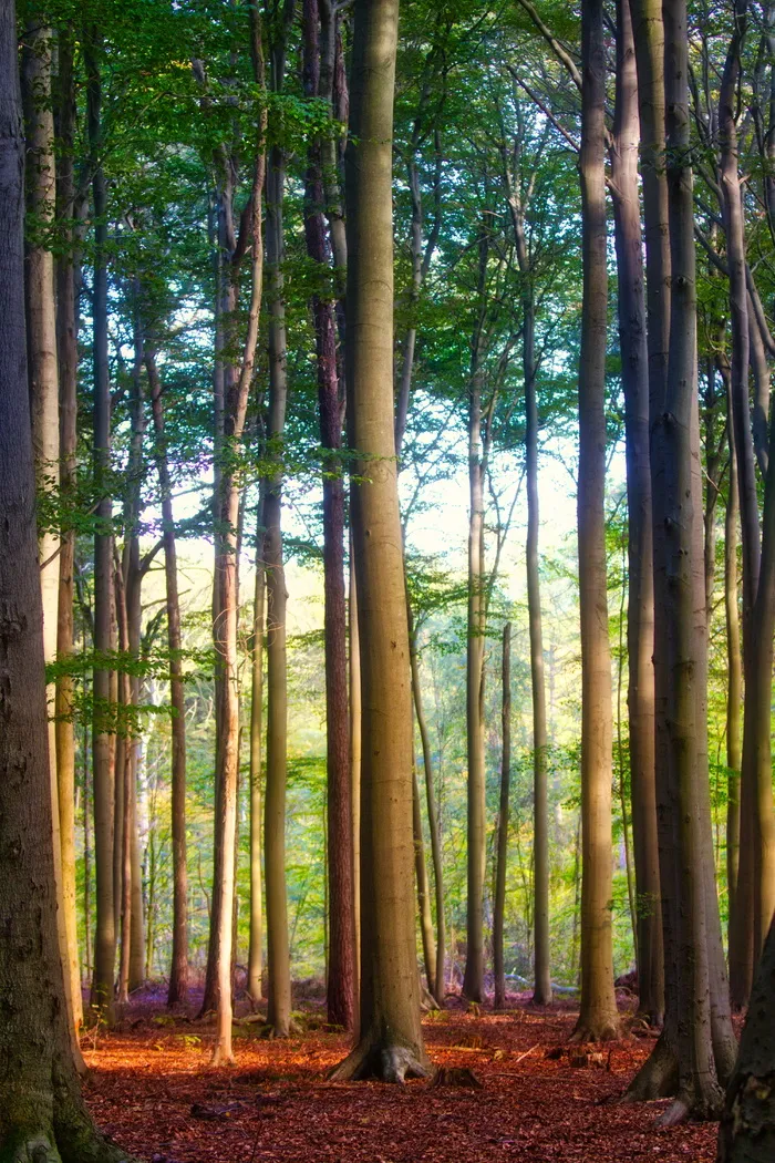 树, 山毛榉, 森林, 叶子, 神秘, 自然, 落叶树, 光明