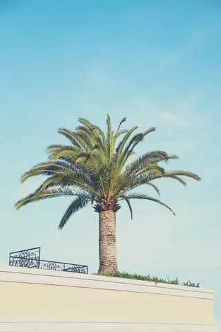 自然，树木，椰子，水果，绿色，草，云，天空