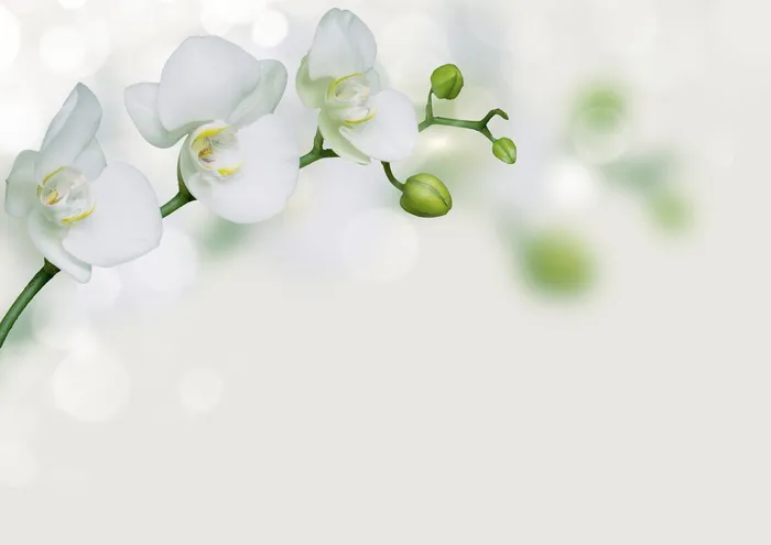 兰花，花，花，花饰，装饰，邀请，情感