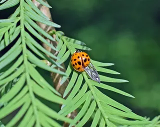 斑点，瓢虫，昆虫，Fouteen斑点，翅膀伸展，动物，彩色橙色，黑色