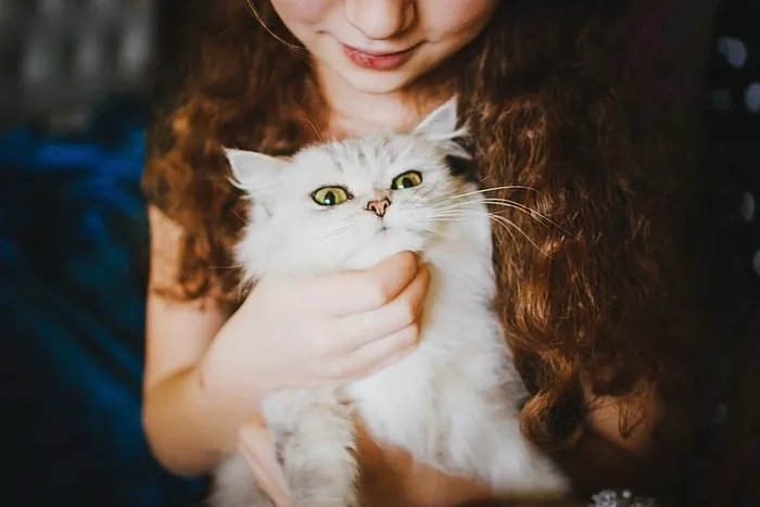 女人，抱着，白色，波斯猫，女孩，猫咪，年轻，猫