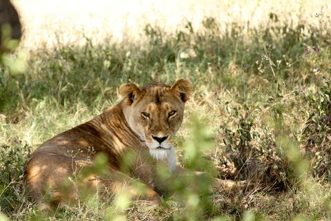 坦桑尼亚，恩杜图湖，看，狮子，眼睛，野猫，荒野，饥饿