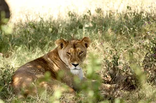 坦桑尼亚，恩杜图湖，看，狮子，眼睛，野猫，荒野，饥饿