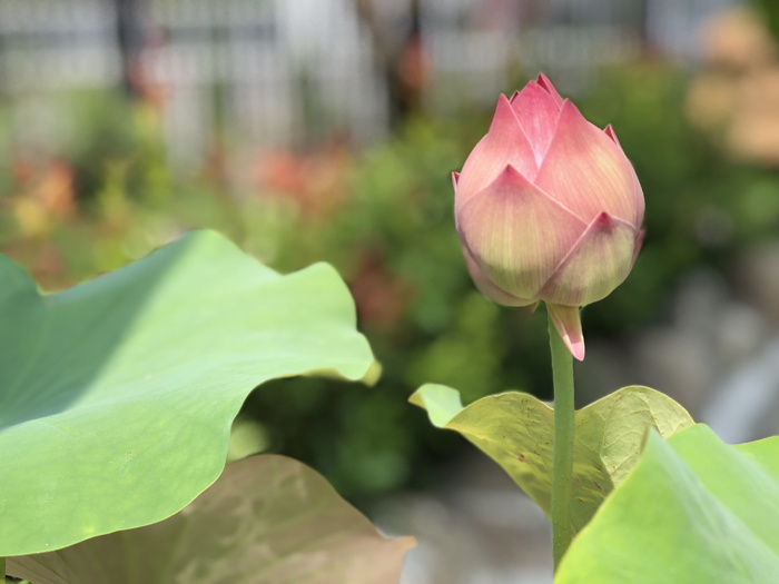 莲花，巴德，潔 网、绿叶、花朵、开花植物、大自然之美、植物