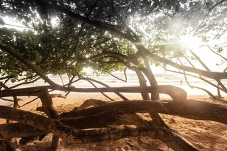 泰国，白沙滩，树木，水，海，海洋，海滩，阳光