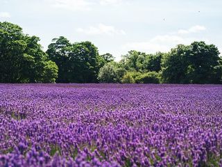 田野，花朵，薰衣草，自然，紫色，树木，植物，生长